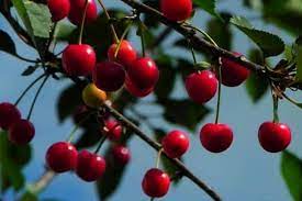 We did not find results for: 7 Cool Climate Fruit Trees Urban Garden Gal