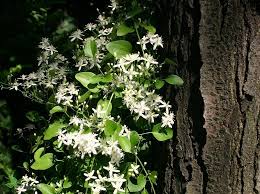 Informatie over de clematis 'paul farges' (clematis), een heester uit de ranunculaceae familie met bloemen die wit van kleur zijn. Powojnik Clematis Botaniczny Paul Farges Sadowniczy Pl