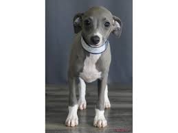 Click picture for more information. Italian Greyhound Dog Male Blue 2408887 Petland Carriage Place
