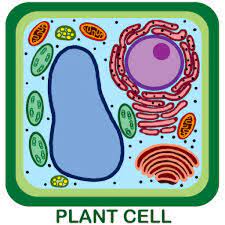 We did not find results for: Plant Cell Labels Diagram Quizlet