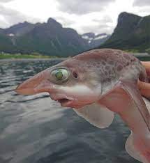 Smiiiittttttthhhhhers Amazing Animal Pictures Animals Creepy Photos