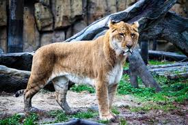 On appelle le lion le roy des animaux. Le Ligre Une Veritable Question Ethique Easyvoyage