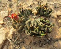 Image result for Hereroa glenensis