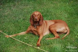 Image result for maďarský ohař drátosrstý