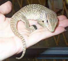 So Cute Juvenile Savannah Monitor Cute Reptiles Savannah Monitor Monitor Lizard