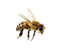 However, there are really only two points where bees may be dangerous: How To Keep Bees And Wasps Away This Summer