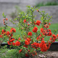 Q is for quince, blue version fine art print. Double Take Orange Quince Chaenomeles Speciosa Proven Winners