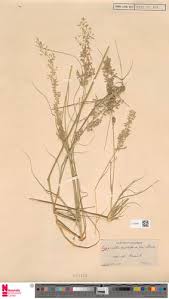 Image result for Eragrostis prolifera