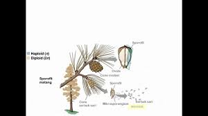 Ppt tumbuhan biji terbuka gymnospermae powerpoint. Siklus Hidup Tumbuhan Pinus Angkoo