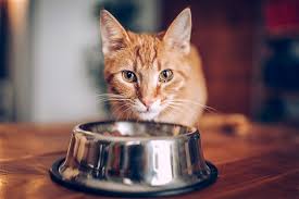 The 6 Best Cat Foods To Buy In 2019