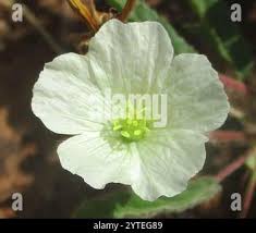 Image result for Monsonia glauca