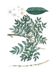 Image result for Brucea antidysenterica