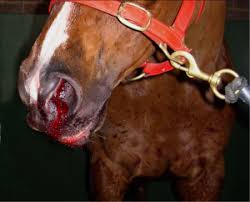How much does a horse's lung weigh on average? Other Health Issues Horse Racing Kills