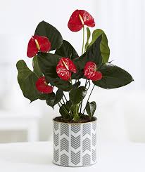 When it comes to growing requirements, this one will take as much light as you can give it. 10 Plants You Can T Kill No Green Thumb Needed Proflowers Blog
