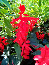 Image result for Salvia coccinea