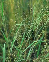 Image result for Panicum repentellum