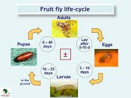 Biology Of Fruit Flies Fruit Flies