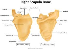 We did not find results for: Scapula And Clavicle Bones The Pectoral Girdle Anatomy