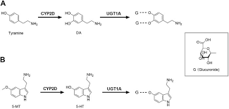 Check spelling or type a new query. Frontiers Alterations Of Cytochrome P450s And Udp Glucuronosyltransferases In Brain Under Diseases And Their Clinical Significances Pharmacology