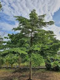 Image result for Terminalia mantaly