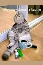 Itulah kenapa deretan potret tadi kelihatan lucu dan menggemaskan saat. Pin Oleh Binsalam Di Anak Kucing Cartoon Jokes Semuanya Lucu Gambar Hewan Lucu