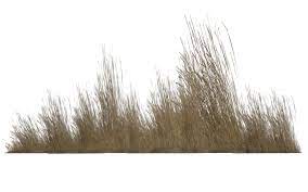 Dry Vegetation 04 By Wolverine041269 D5yfux8 Png 1024 639 Grass Photoshop Photoshop Textures Vegetation