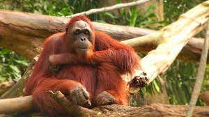 Bukit merah laketown resort is perak's own holiday getaway resort at bukit merah lake about 1 hour from ipoh, perak a catering to holiday makers, team building activities for your company, weddings, orang utan island and much more. Orang Utan Island Get Your Discounted Tickets Here