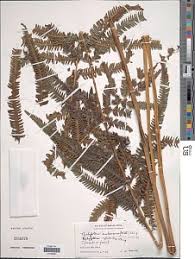 Image result for Pseudocyclosorus