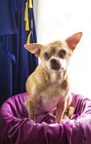 Maybe you would like to learn more about one of these? Prancer The Chihuahua Is Doing Well With New Owner