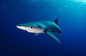 Blue Shark Facts Size Habitat Reproduction