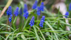 Frühlingsblumen wie narzissen, tulpen und krokusse vertreiben mit ihren leuchtenden farbvariationen die letzten gedanken an die grauen wintertage. Blaue Blumen Setzen Akzente Im Garten Ndr De Ratgeber Garten Zierpflanzen