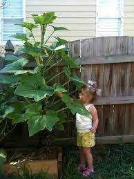 It is quite straightforward to have a very small parcel within the backyard, entry or inside the terrace dedicated regarding gardening. Pin On Lola
