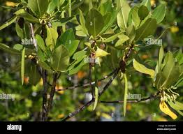 Image result for Rhizophora mucronata