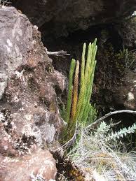 Image result for Huperzia saururus