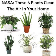 Hi guys,dah lama haze tak share tips & tricks. Linda Arif Menarik Kan Ada Pokok Dalam Rumah Warna Hijau Pun Bagus Untuk Terapi Mata Jom Lah Kita Cari Pokok2 Tanam Stayhome Ramadhan2020 Facebook