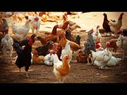 Michael jackson's kids joined by justin bieber, quincy jones & more to launch hollywood celebration of t. Charity That Hurts Povertycure Episode 1 Youtube