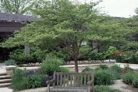 Image result for Artabotrys collinus