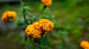 Pertama, kalau bau daun kenikir itu harum, sementara daun ini hampir. Close Up View Of West Indian Lantana Flower Or Bunga Tahi Ayam Stock Photo Picture And Royalty Free Image Image 135998667