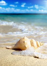 Pin By Tulay Onerler On Deniz Kabuklari Iphone 5s Wallpaper Iphone 6 Plus Wallpaper Iphone 6 Wallpaper