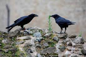 Of the birds classified as perching birds or songbirds, the common raven is the largest, the size of a hawk. A Raven Queen Vanishes And Britain Checks A Prophecy The New York Times