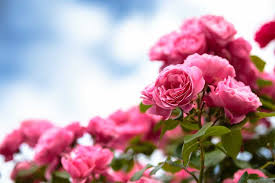 Neben dem standort im sommer und der überwinterung ist die düngung bei zitruspflanzen einer der wichtigsten pflegemaßnahmen. 6 Tipps Zum Rosen Dungen Dungeplan Fur Das Ganze Jahr Haus Garten Profi