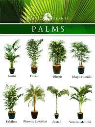 Identifying your houseplants is important to ensure that you're taking care of them properly. Plant Identification Part Planthub Your Online Garden Facebook