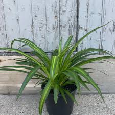 Image result for Chlorophytum stolzii