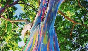 It is the only eucalyptus species that usually lives in rainforest. Rainbow Eucalyptus Trees Create A Multi Colored Effect As The Bark Peels The Rainforest Site News