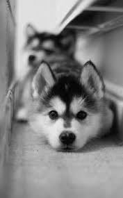 Baby Black And White Pomsky Black And White Animal Photography Google Search Cute Animals Animals Puppies