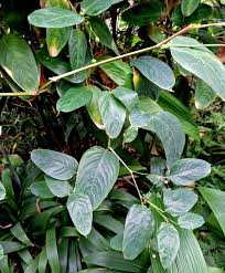 Image result for Marantochloa congensis