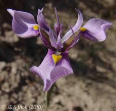 Image result for Moraea stricta