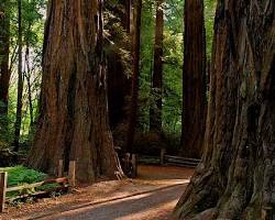 Image of Henry Cowell Redwoods State Park