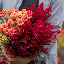 Pin On Dragon S Breath Celosia