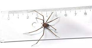 Are Brown Recluse Spiders Hiding In Amazon Delivery Boxes Recluse Spider Brown Recluse Brown Recluse Spider